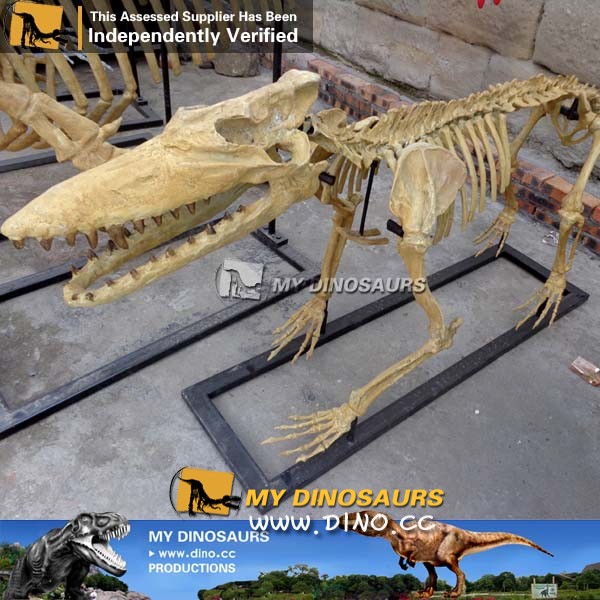 AS-006古生物骨架化石-仿真巴基斯坦古鯨