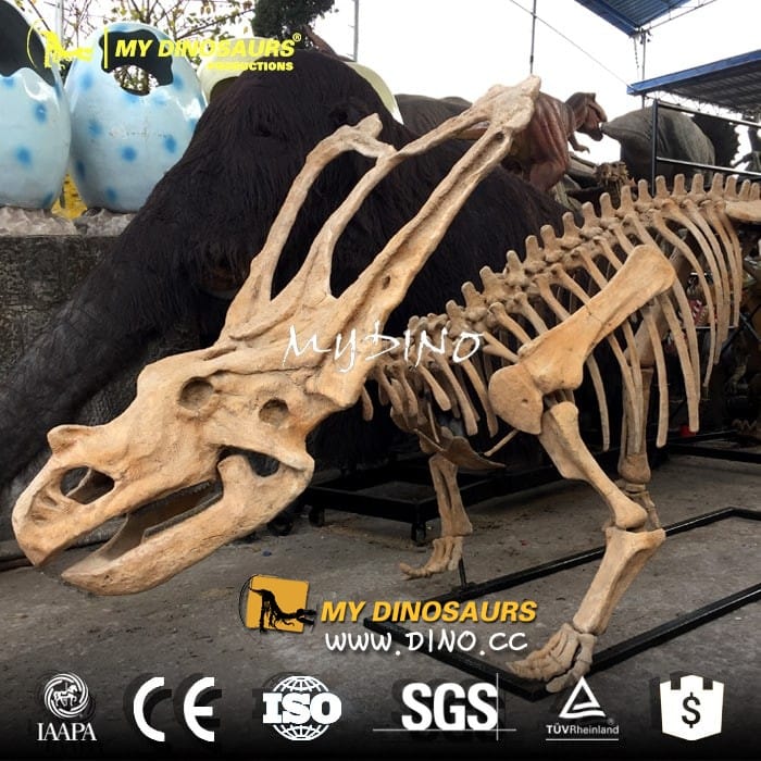 DS-062定制原始比例仿真恐龍化石骨骼——開角龍模型