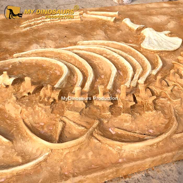 AS-044 藍(lán)鯨鯨魚(yú)骨架化石板模型
