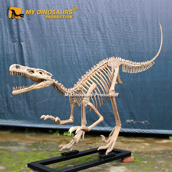 DS-145 餐廳裝飾迅猛龍恐龍化石骨架模型