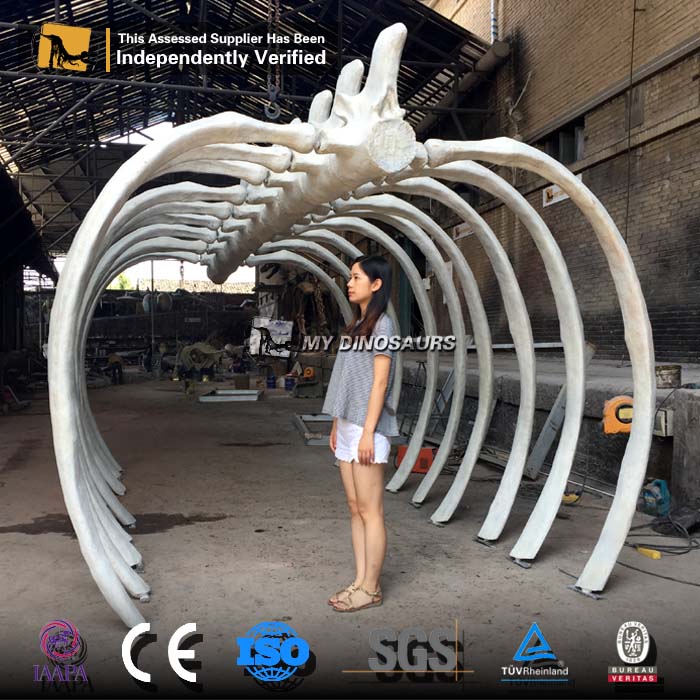 AS-086  定制鯨魚胸腔骨架化石展覽道具