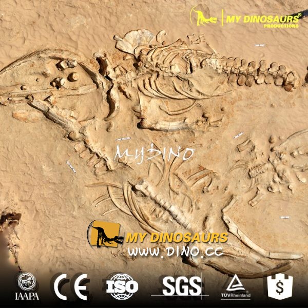 DS-050古生物化石考古挖掘現(xiàn)場(chǎng)-仿真化石埋藏狀態(tài)