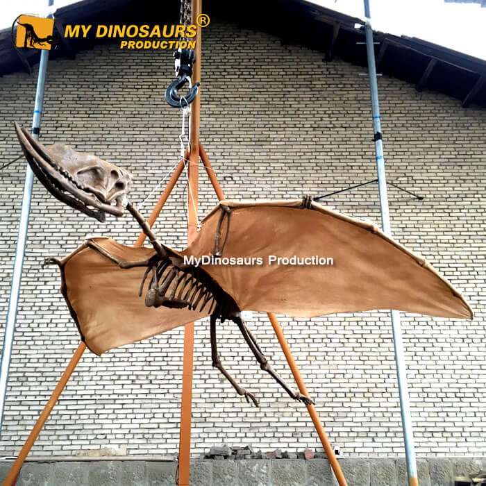 DS-089  飛天狹鼻翼龍骨架模型