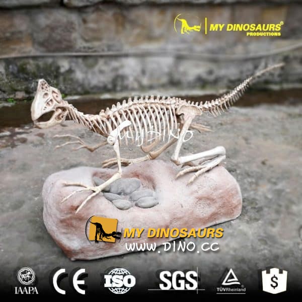 DS-074恐龍化石展覽，竊蛋龍化石出售