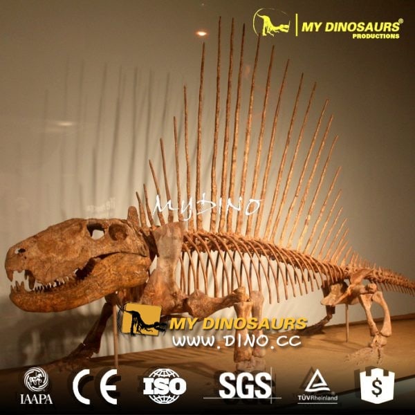 DS-008真實比例仿真骨架出售-仿真鋸齒虎骨架