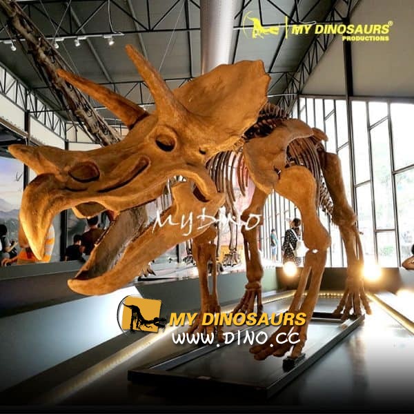 DS-081 出售全尺寸恐龍骨架三角龍骨架