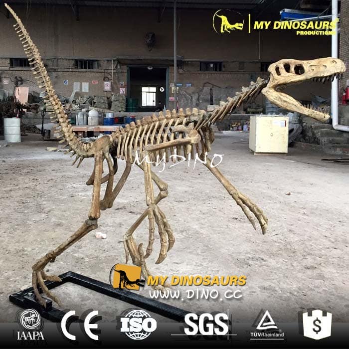 DS-058博物館仿真化石復(fù)制品-迅猛龍