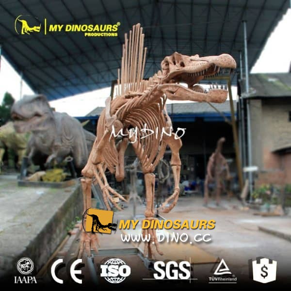 DS-073  手工制作恐龍骨架—棘龍骨架模型