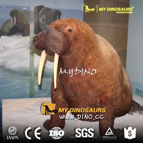 AA-073海洋公園海洋動(dòng)物展覽原始大小動(dòng)物海象