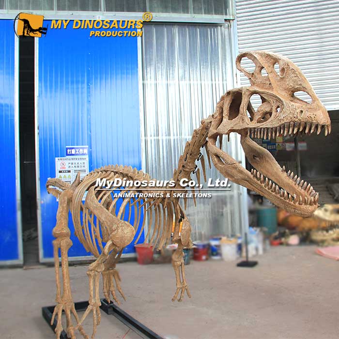 DS-204 單脊龍玻璃鋼定制化石骨架出售