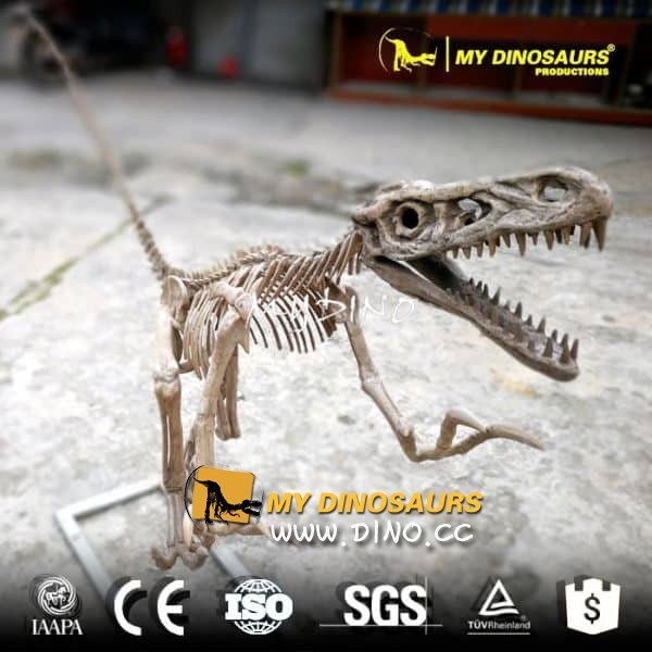 DS-071出售手工制作的原始大小迅猛龍化石模型