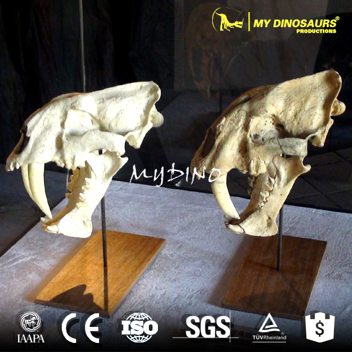 AS-049  手持展示小型劍齒虎頭骨骨架化石