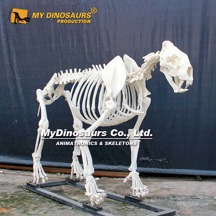 AS-077 洞獅獅子骨架化石玻璃鋼裝飾