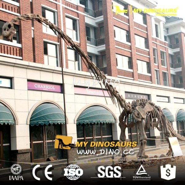 DS-006博物館展品復(fù)制恐龍標本-仿真峨眉龍骨架