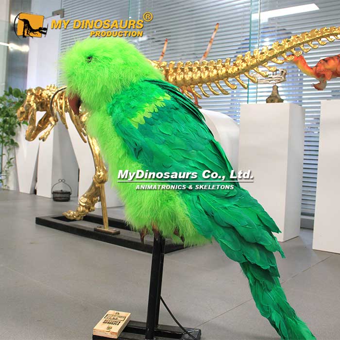 AA-115 披毛可愛鸚鵡仿真動物模型