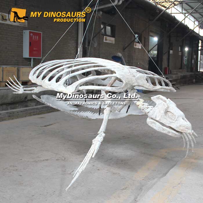 AS-094 新品懸掛烏龜古海龜骨架化石