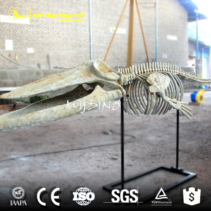 AS-081 三米長藍(lán)鯨鯨魚化石骨架定制模型