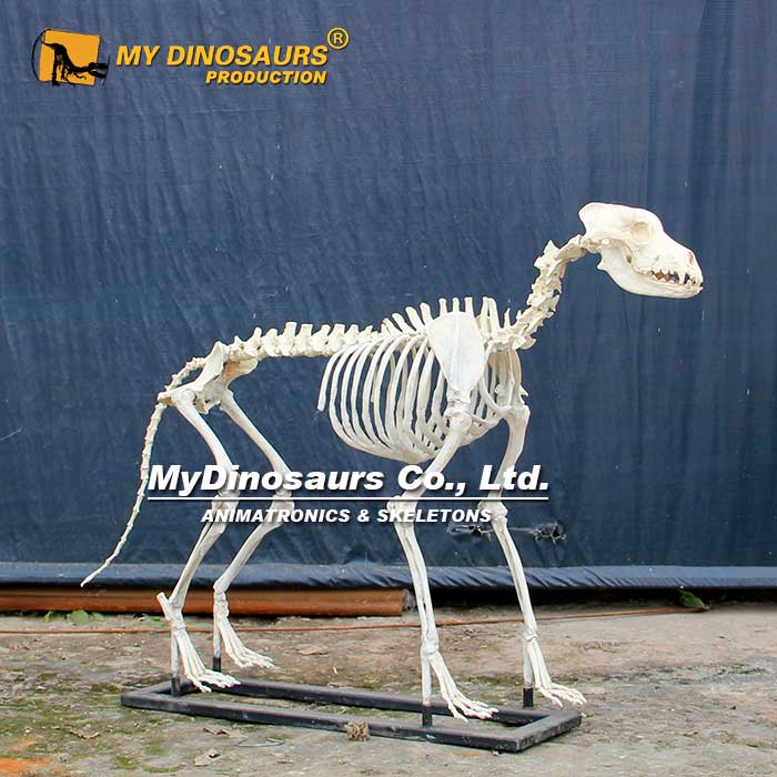 AS-074  仿真還原狗骨架化石玻璃鋼裝飾