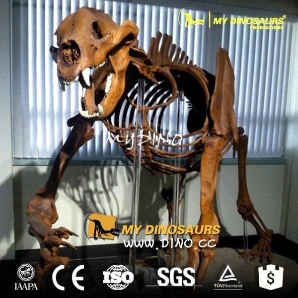 AS-017動物園仿真骨架龍晨時代制作-短面熊骨架