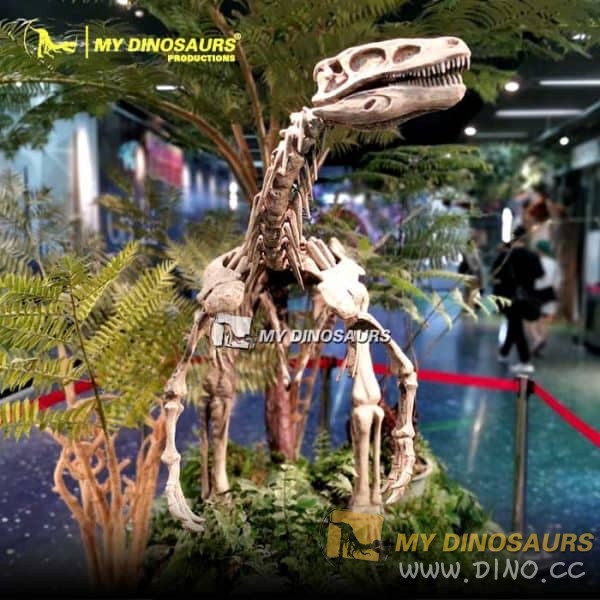 DS-116 博物館展示黑瑞拉龍化石骨架模型