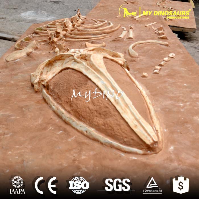 AS-039 藍(lán)鯨鯨魚(yú)博物館收藏骨架化石板