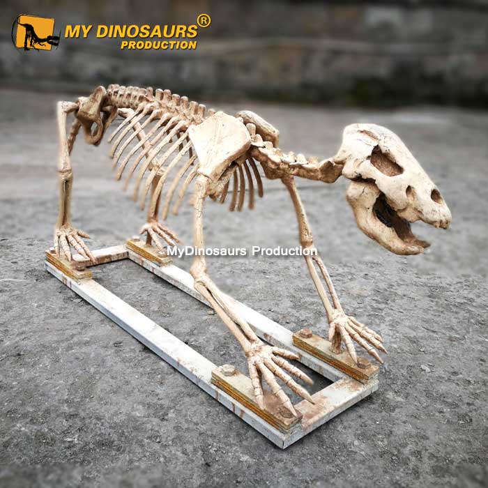AS-076 落地洞熊骨架化石模型