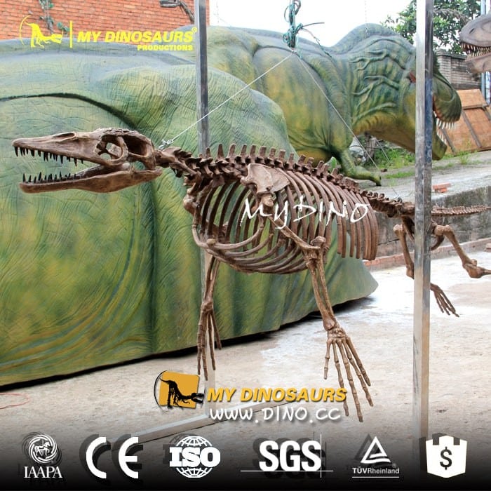 AS-035原始比例仿真骨架模型——走鯨骨架