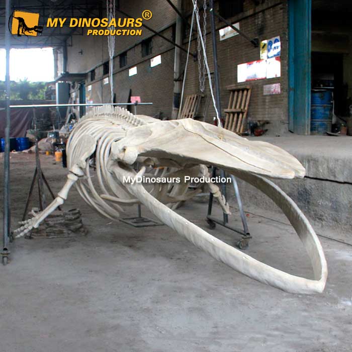AS-080  博物館展覽八米長藍鯨鯨魚化石骨架