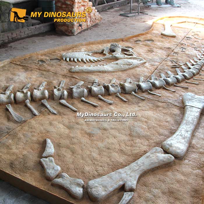 DS-222 埋藏現(xiàn)狀霸王龍骨架化石板擺件