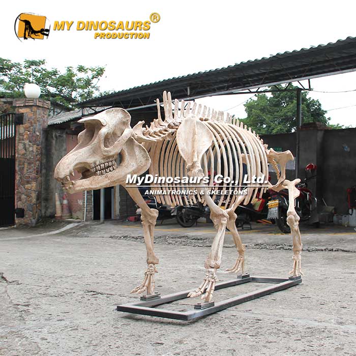 AS-101博物館室內(nèi)裝飾 大型仿真動(dòng)物骨架化石 巨貘骨骼大型模型