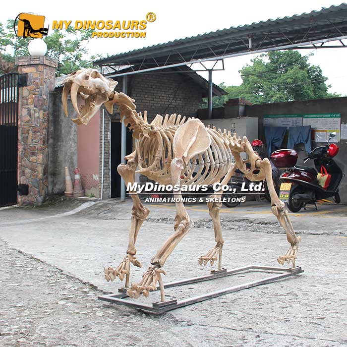 AS-103主題公園戶外陳設博物館標本展覽劍齒虎模型 拼裝動物化石