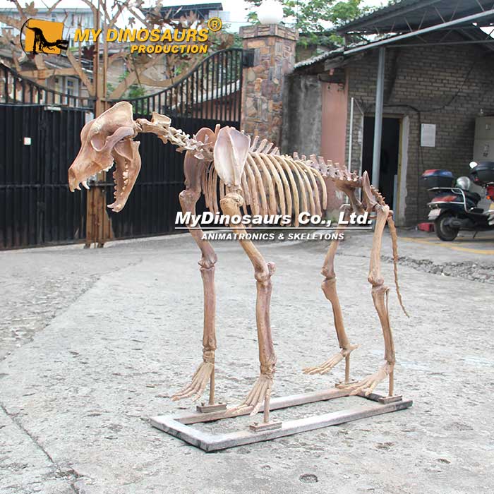 AS-098景區(qū)鬃狗動(dòng)物骨架 戶外主題公園游樂場展覽生物化石
