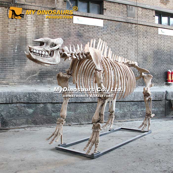 AS-097仿真大唇犀玻璃鋼化石骨骼模型 骨架出售租賃