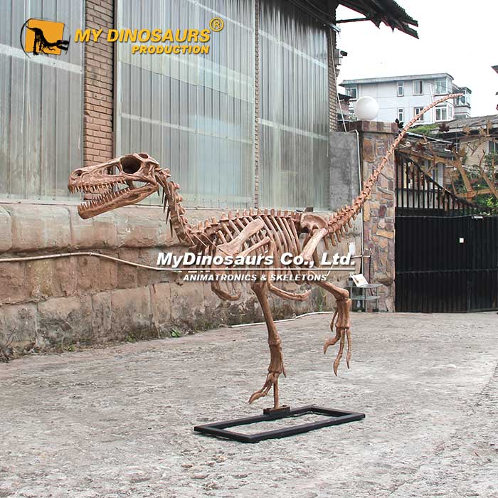 DS-229 3米玻璃鋼材料迅猛龍骨架模型 恐龍化石拼裝擺件
