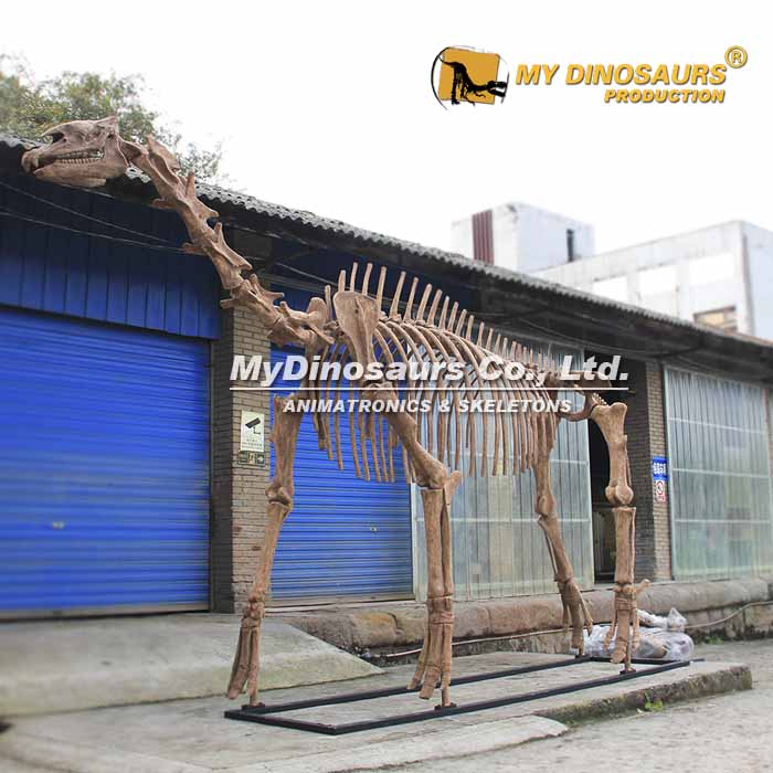 AS-113 玻璃鋼材料比例還原巨犀仿真骨架模型 動(dòng)物化石擺件玩具