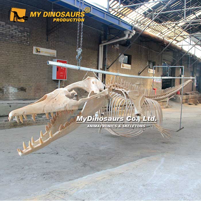 AS-144  龍晨時(shí)代手工制作曲線10米長古代海洋生物龍王鯨骨架