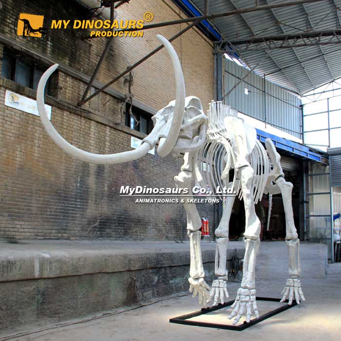 AS-148  史前巨獸動(dòng)物化石骨架——7.3米長(zhǎng)猛犸象骨架模型
