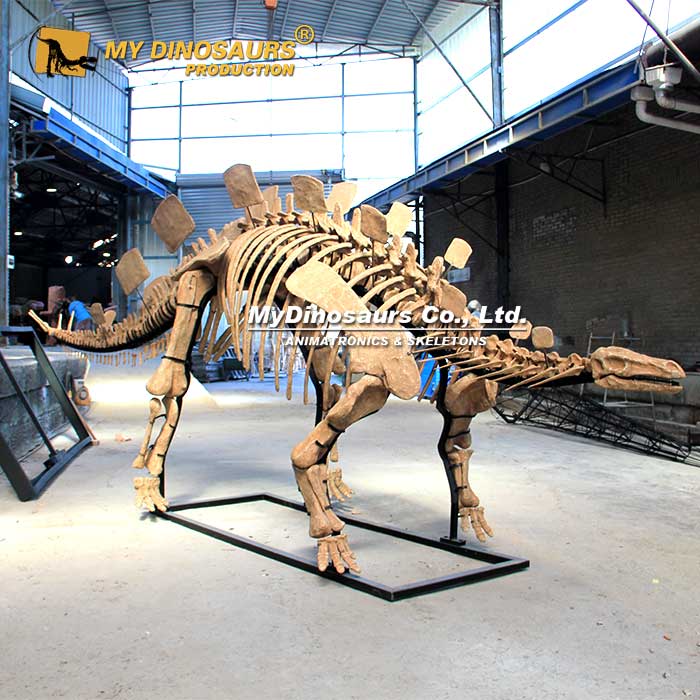DS-245 恐龍拼裝骨架模型——白堊紀(jì)早期烏爾禾龍恐龍骨架