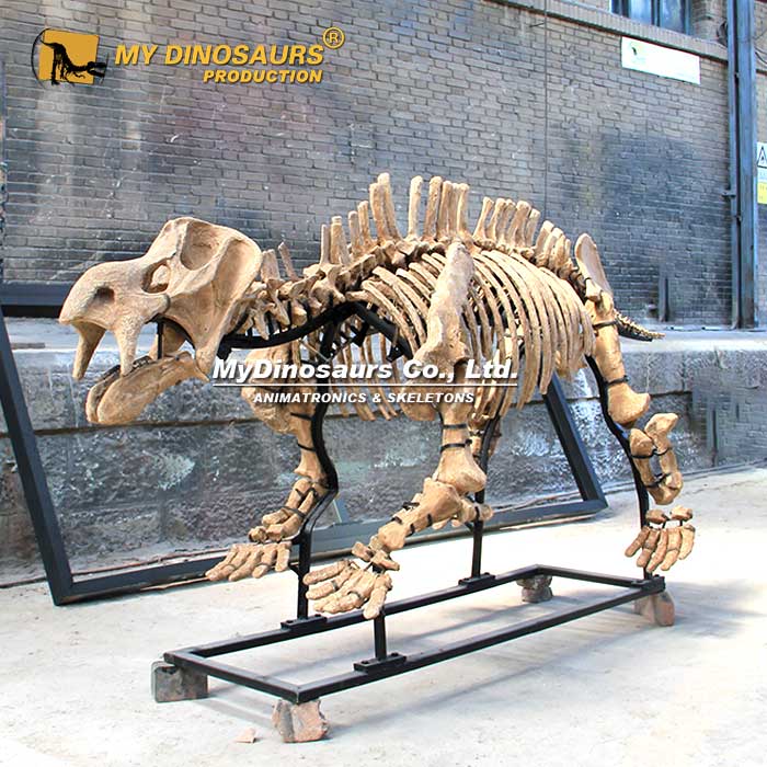 AS-150 龍晨時(shí)代仿真動(dòng)物骨架—肯氏獸玻璃鋼骨架