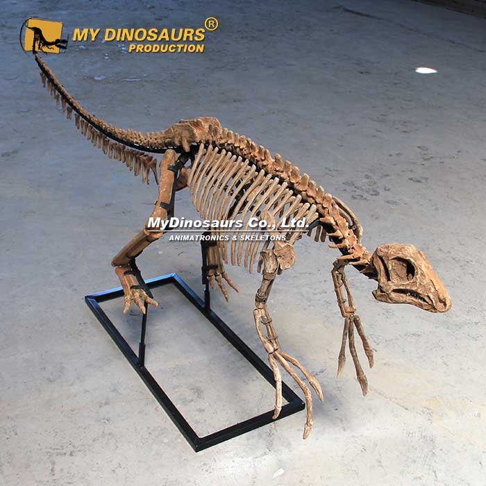 DS-244  手工制作玻璃鋼材質(zhì)恐龍模型——中國鳥腳龍