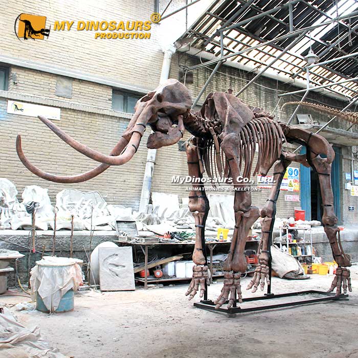 AS-151 源頭廠家手工制作玻璃鋼材質(zhì)猛犸象動(dòng)物骨架模型