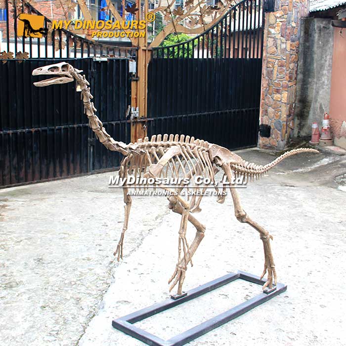 DS-257 玻璃鋼恐龍骨架——似鳥(niǎo)龍