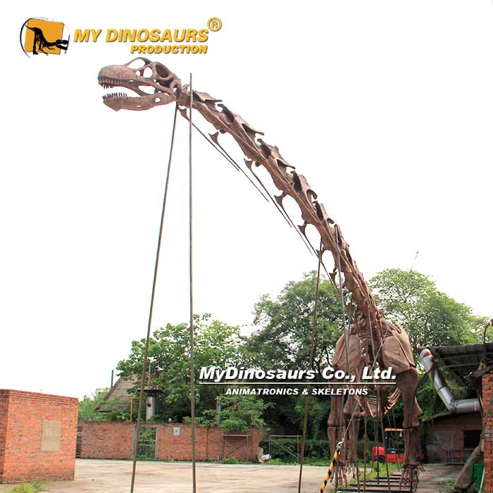 DS-262  超大型阿根廷龍恐龍骨架