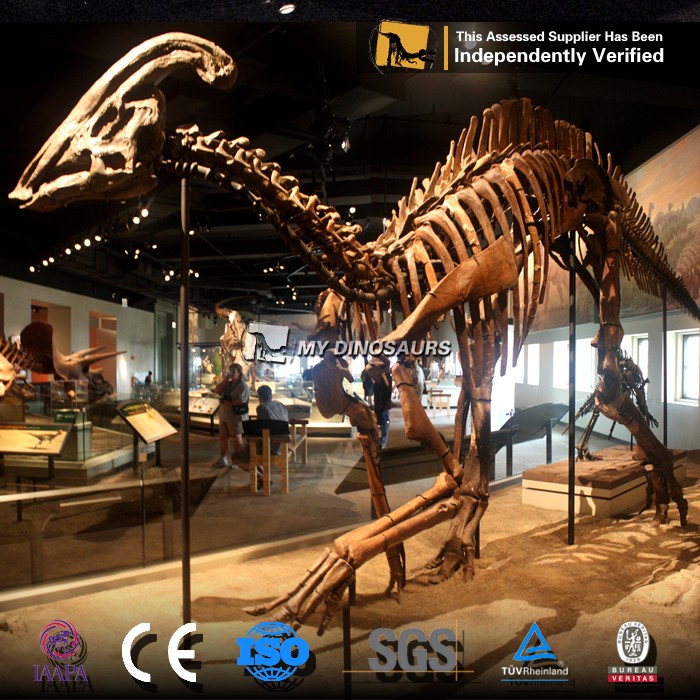 parasaurolophus skeleton