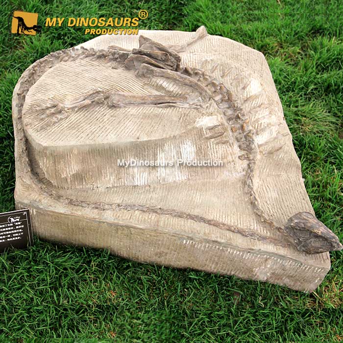 agilisaurus-fossil-cast-1