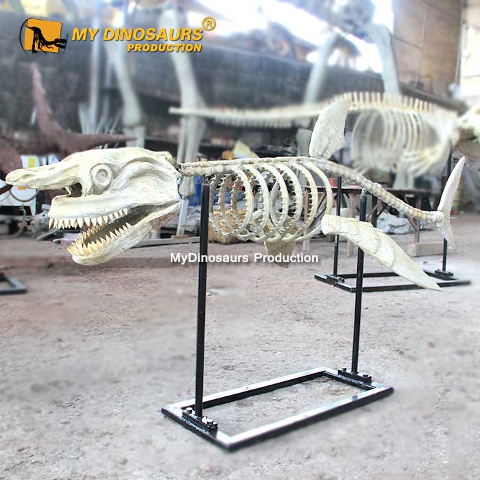 shark-skeleton-