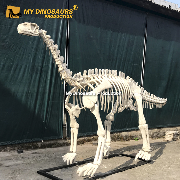Shunosaurus skeleton 1 (2)