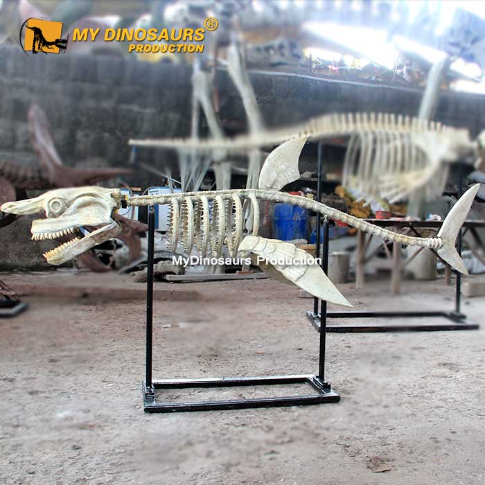 shark-skeleton