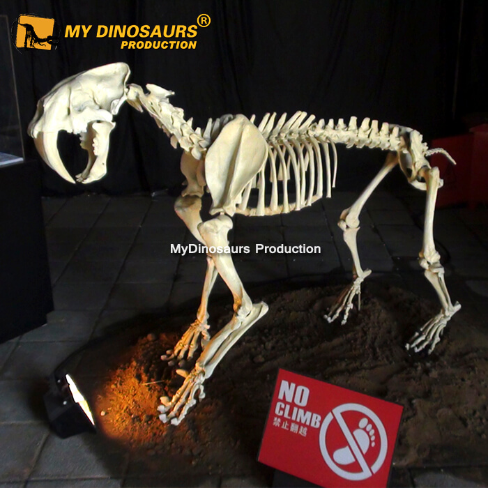 Saber toothed tiger skeleton