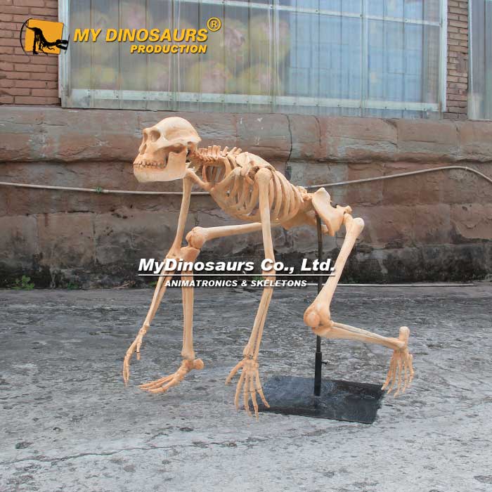Human-skeletons-2